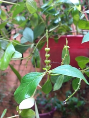 Spigelia humboldtiana