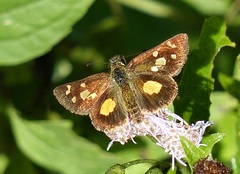 Dalla scylla