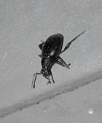 Otiorhynchus meridionalis