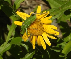 Ephippiger terrestris