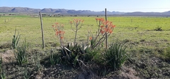 Aloe × schimperi