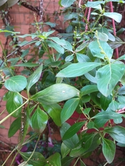 Spigelia humboldtiana