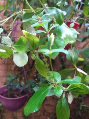 Spigelia humboldtiana