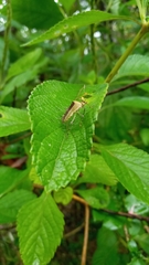 Hypselonotus lineatus