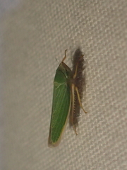 Draeculacephala crassicornis