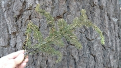 Abies magnifica shastensis