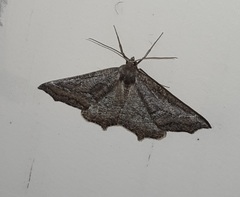 Prochoerodes amplicineraria