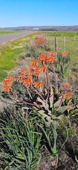 Aloe × schimperi