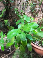 Spigelia humboldtiana