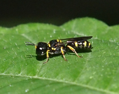 Ectemnius stirpicola