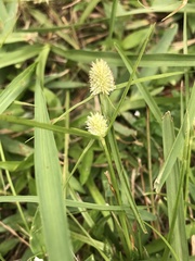Cyperus sesquiflorus