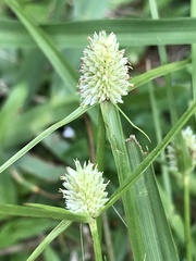Cyperus sesquiflorus