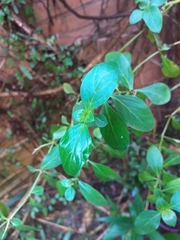 Spigelia humboldtiana