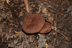Bothia castanella