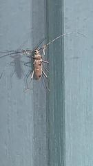 Susuacanga stigmatica