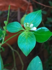 Spigelia humboldtiana