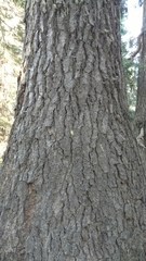 Abies magnifica shastensis
