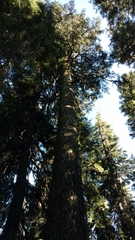 Abies magnifica shastensis