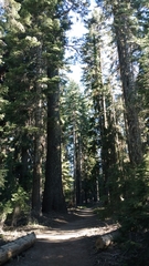 Abies magnifica shastensis