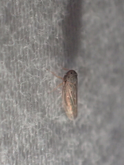 Deltocephalini