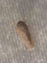 Deltocephalini