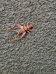 Gryllodes sigillatus