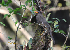 Turdus serranus
