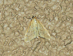 Hahncappsia pergilvalis