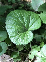 Rubus dalibarda