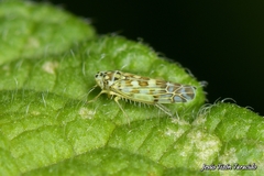 Eupteryx melissae