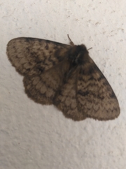Lepidoptera