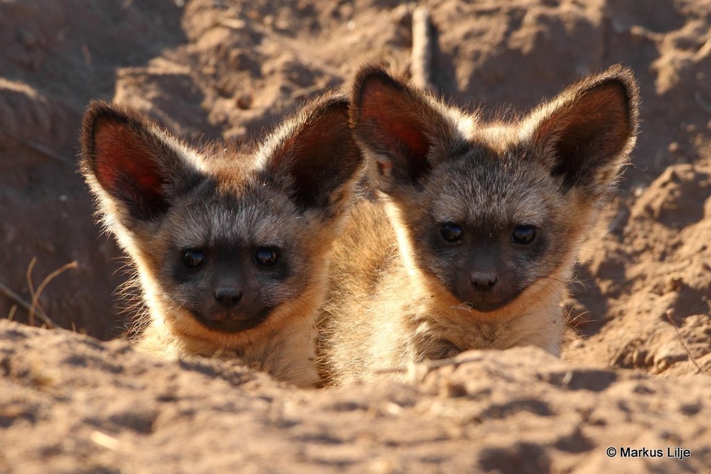 Bat-eared foxes
