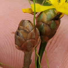 Xyris montana