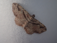 Costaconvexa
