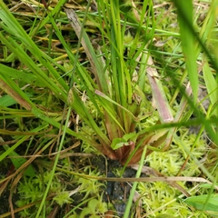 Xyris montana
