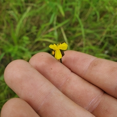 Xyris montana
