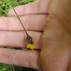 Xyris montana
