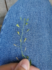 Capsella bursa-pastoris