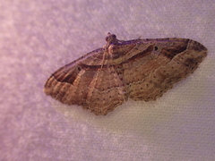 Costaconvexa