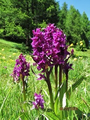 Dactylorhiza majalis