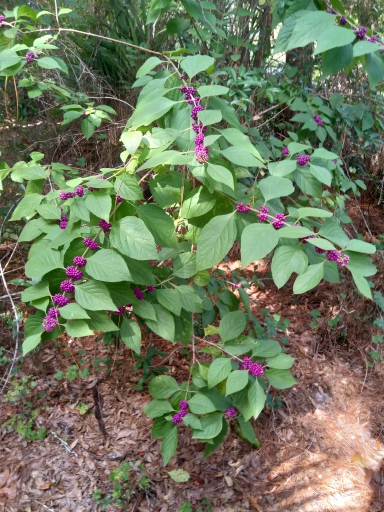 arbusto de ropa americana