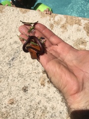 Storeria occipitomaculata obscura