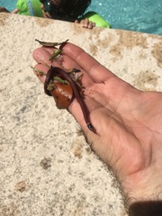 Storeria occipitomaculata obscura