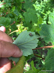 Closterotomus biclavatus