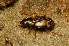 Bembidion