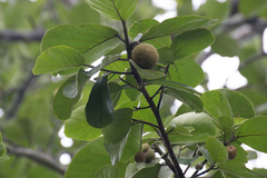 Neolamarckia cadamba