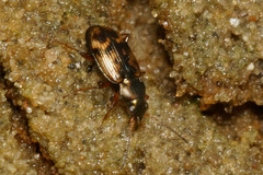 Bembidion