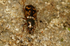 Bembidion