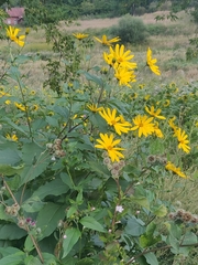 Helianthus tuberosus