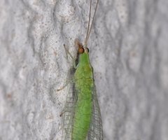 Chrysopodes collaris